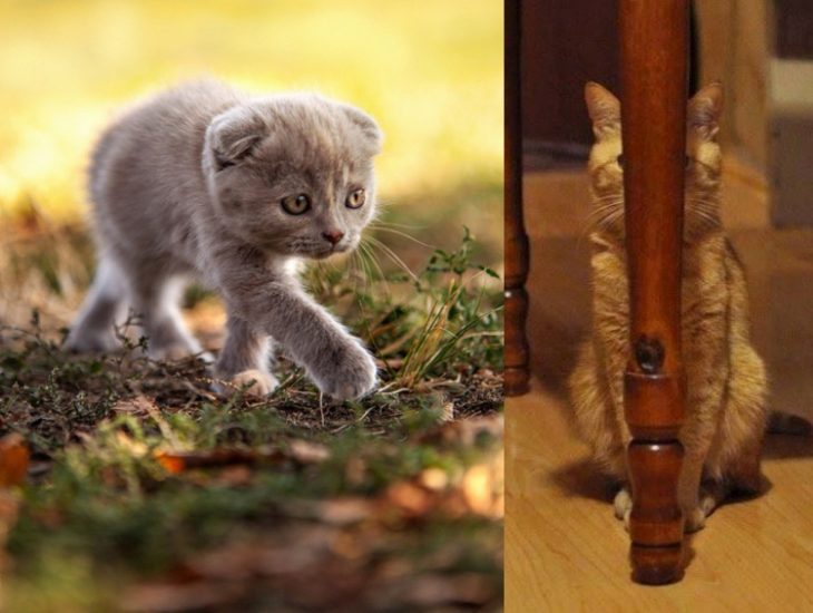 Коты те ещё актёры: 20 фото гениальной игры