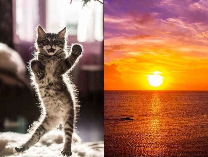 Коты те ещё актёры: 20 фото гениальной игры