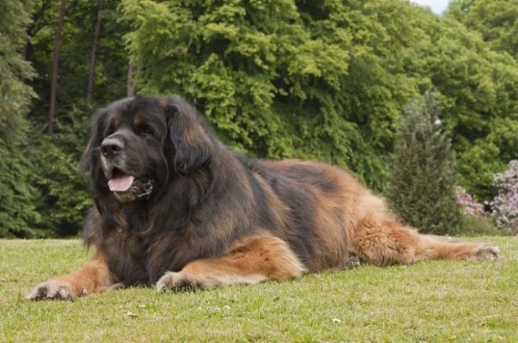 Собака - друг человека, а большая собака – старший брат: 30 фото