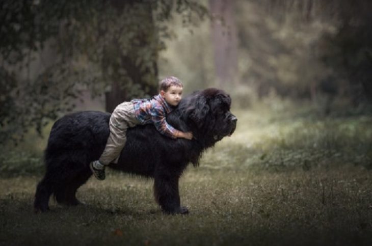 Собака - друг человека, а большая собака – старший брат: 30 фото