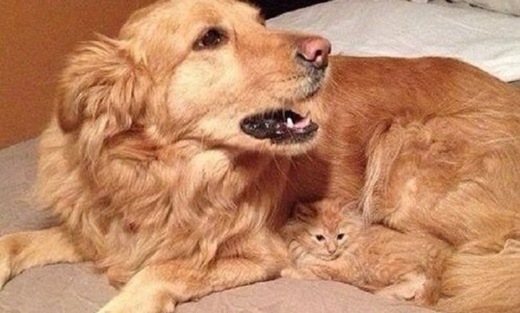 Коты и собаки умеют дружить: 25 милейших фото