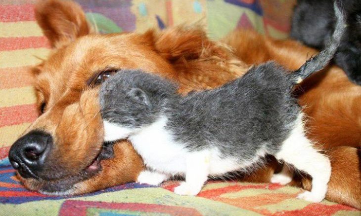 Коты и собаки умеют дружить: 25 милейших фото