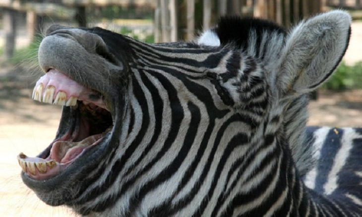 Посмеёмся вместе: 25 фото хохочущих зверят