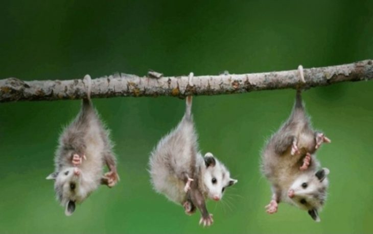 opossumi visiat