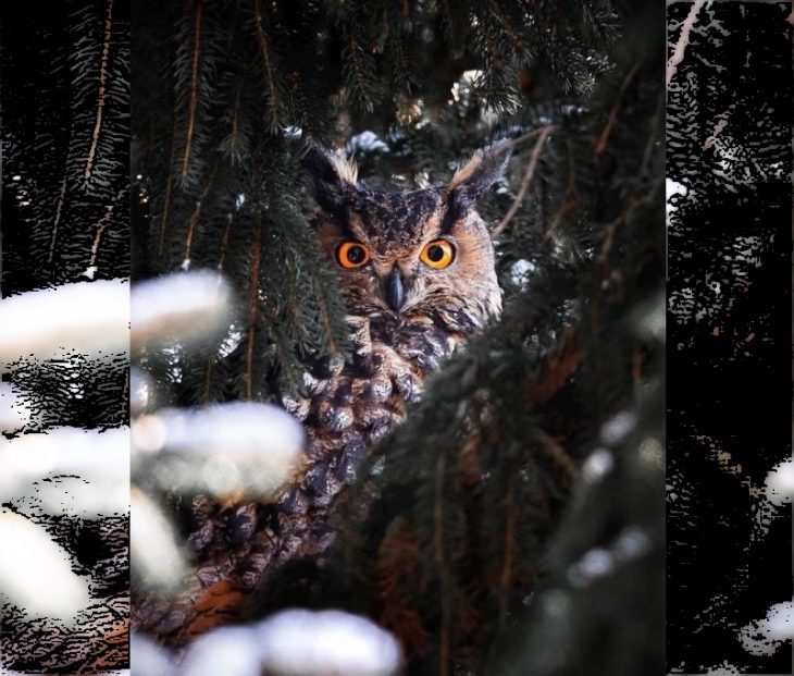 Фотографии, которые доказывают, что сказочные леса реально существуют