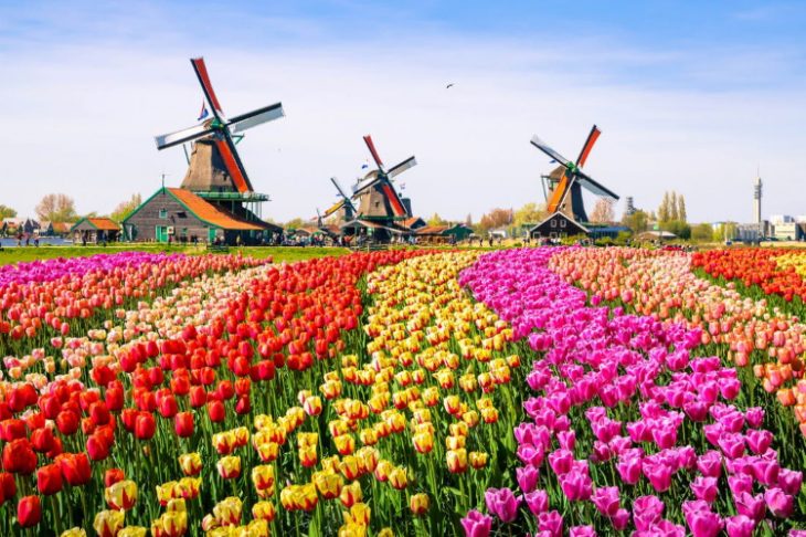 Нидерланды - страна тюльпанов